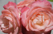 pink roses